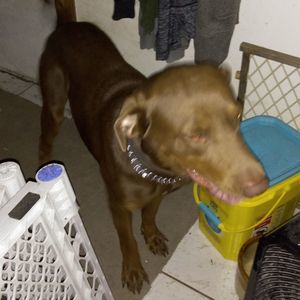 Meet your Posher, Casey